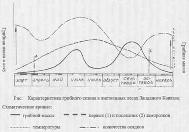 О росте и сборах грибов на Кубани